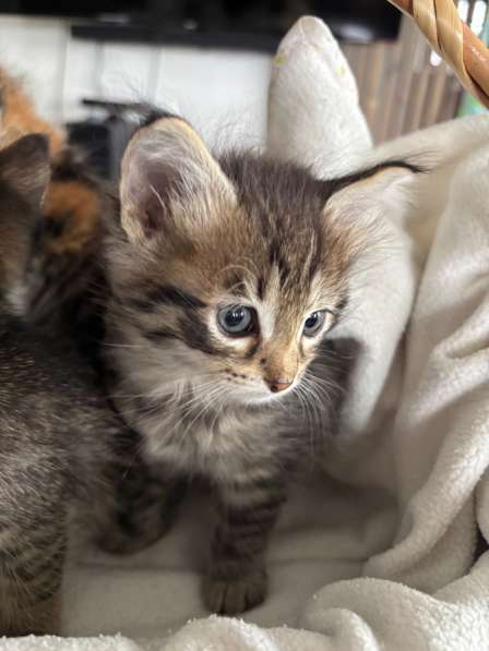 Котята бесплатно в Павловском Посаде фото 4