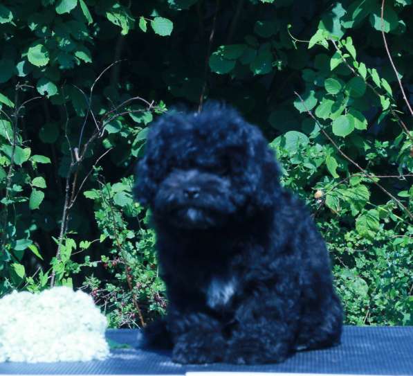 Мальтипу Ф1 щенки девочки в Москве фото 9