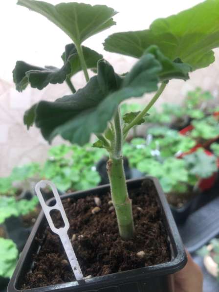 Сортовая пеларгония в Брянске фото 4