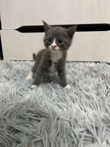 Котята в Яхроме фото 3