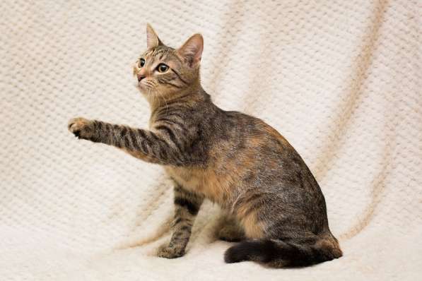 Полосатая трехцветочка котёнок Теюшка в дар в Москве фото 5