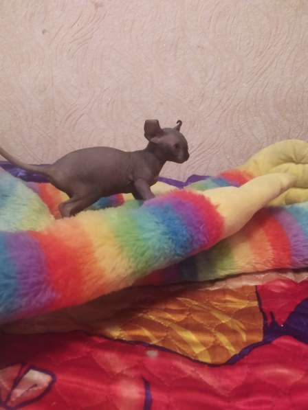 Девочка породы Эльф в фото 3