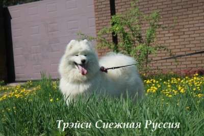 Самоед щенки в Барнауле