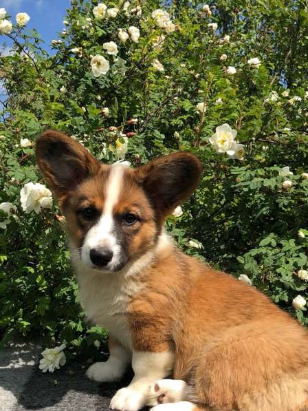 Щенки вельш корги кардиган в Санкт-Петербурге фото 8