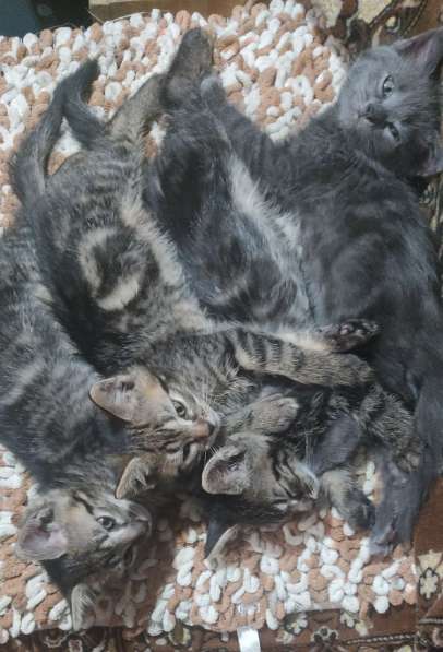 Котята даром в хорошие руки в 