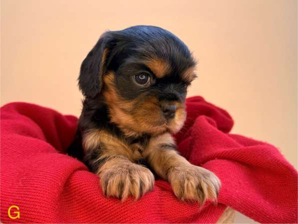 Щенки кавалер Кинг Чарльз спаниель в Москве фото 5