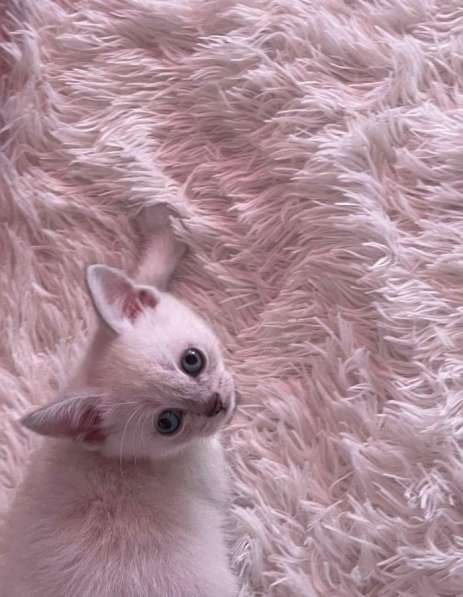 Котенок в Махачкале фото 5