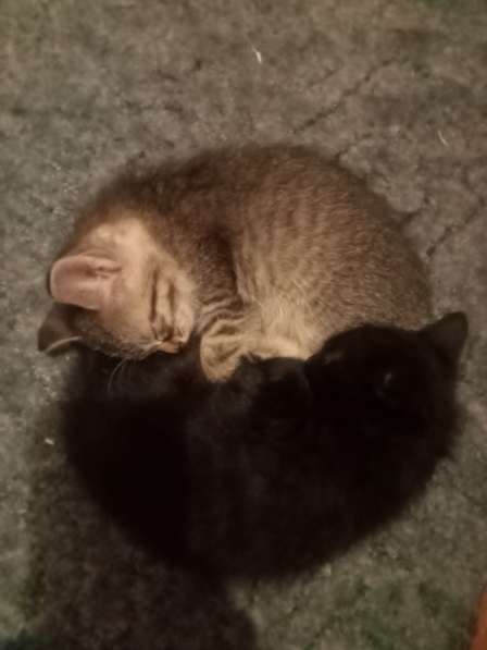 Котята мальчики игручие в Томске