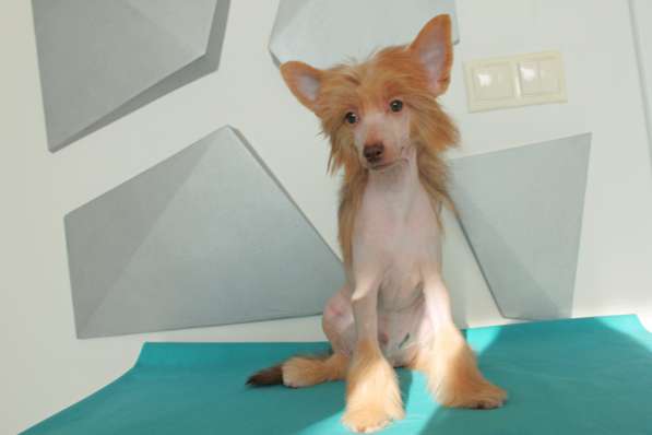 Китайская хохлатая щенок в Москве фото 5