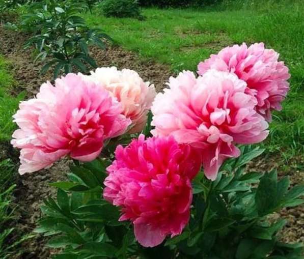 Пион Мэри Джо Легар в Москве