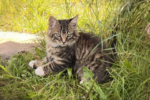 Котята с дач срочно ищут дом в фото 4