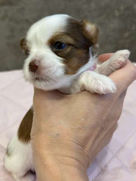 Йоркширский терьер цветной в Сургуте фото 15