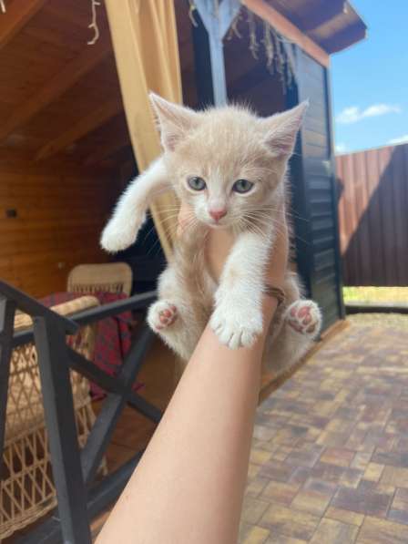 Котята в добрые руки в Краснодаре фото 3