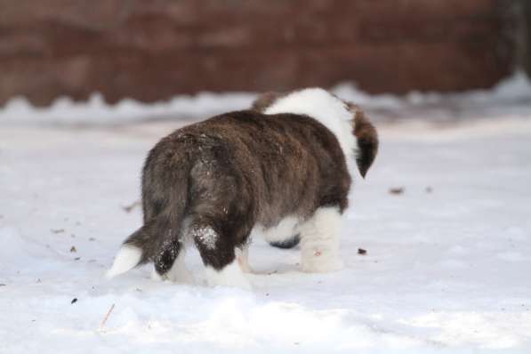Вельш корги кардиган в Москве