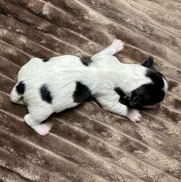 Йоркшерский терьер в Сарове фото 7