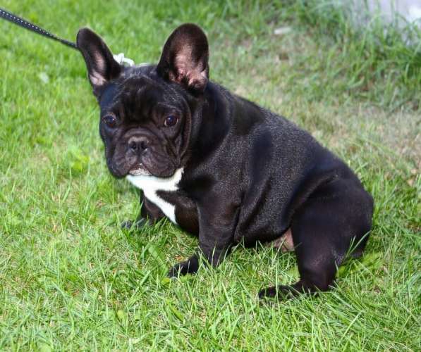 Подрощенные девочки (РКФ) в Москве фото 15