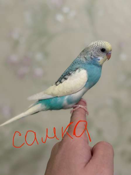 Волнистые попугаи в Калининграде фото 5