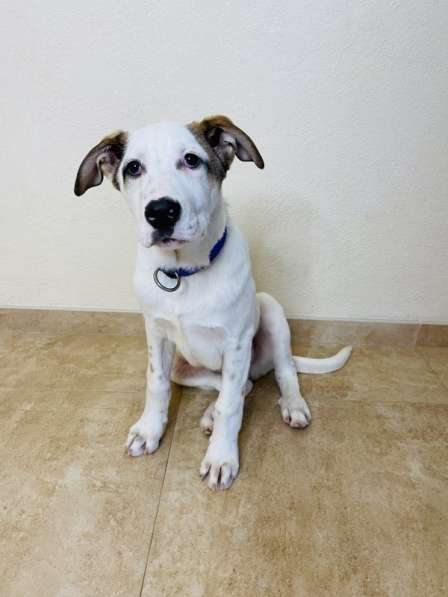 Белый щенок Серкан в добрые руки в Москве фото 14