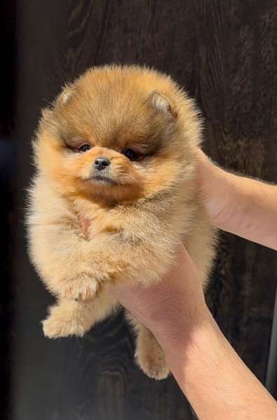 Pomeranski Mini Shpic Pomeranian Spitz Померанские Мини шпиц в фото 5