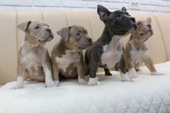 Шикарные щенки Американ Булли покет в фото 15