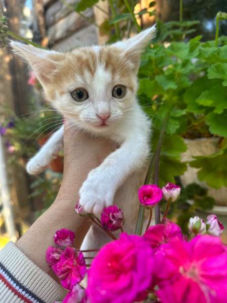 Милый котёнок Драго в добрые руки в Москве фото 5