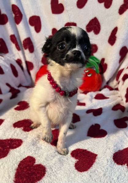 Щенки чихуахуа в Санкт-Петербурге фото 4