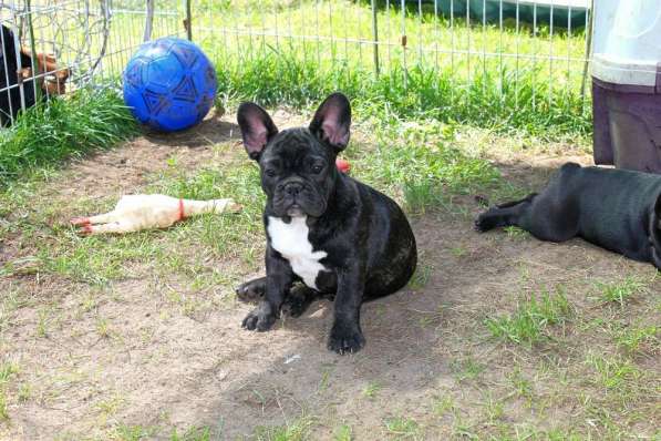 Подрощенные девочки (РКФ) в Москве фото 18