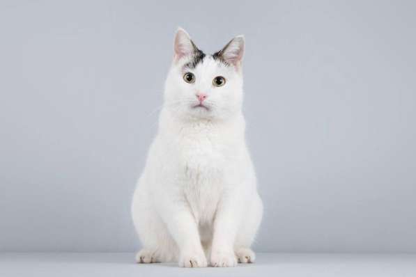 Котейка Андрейка ищет доброе сердце