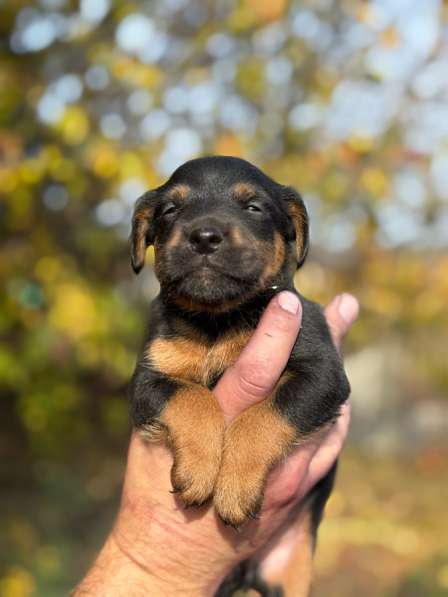 Щенки ягдтерьера в Пензе фото 6