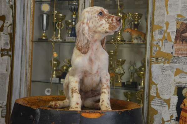 Английский сеттер щенки из элитного питомника в Москве фото 59