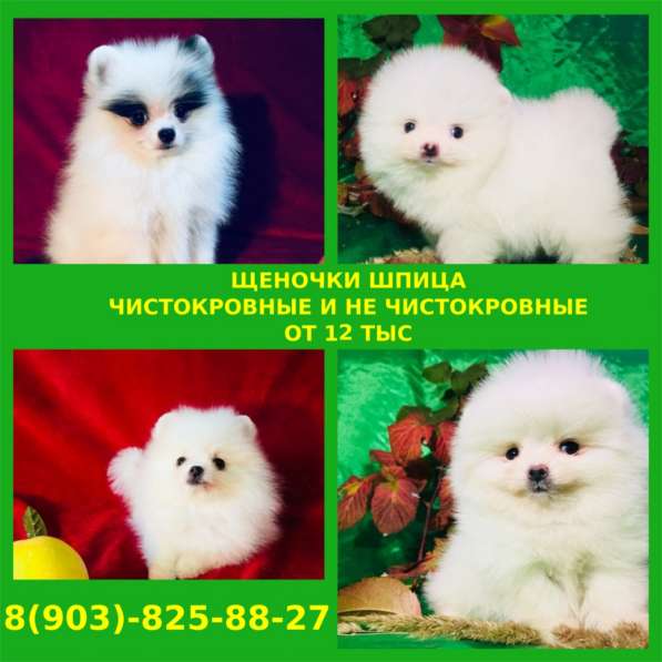 Красивые щеночки шпица