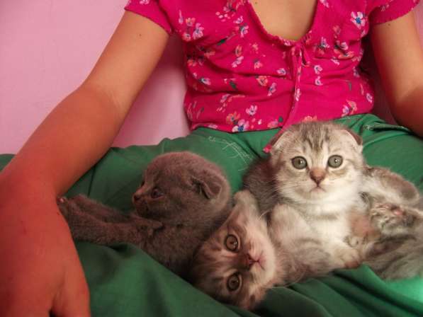 Вислоухие девочки