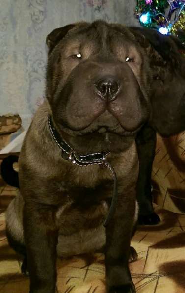 Шар пията в Перми фото 7