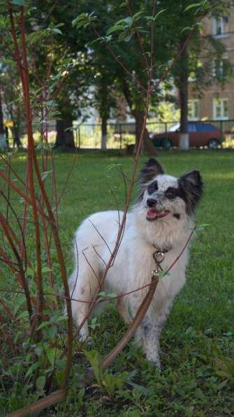 Собака, окрас черно-белый в Томске