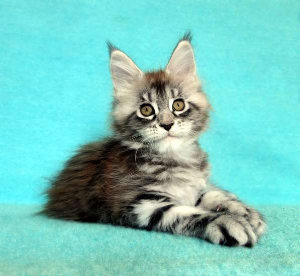 Кошечка мейн-кун из питомника в Казани фото 7