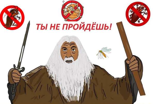 Дезинсекция дезинфекция дератизация клопы блохи муравьи тар в Томске фото 3