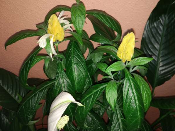 Пахистахис - тропический цветок экзот - от ростков до кустов в Санкт-Петербурге фото 16