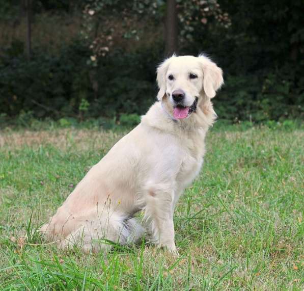 Золотистый ретривер Тиффани в добрые руки! в Москве фото 16