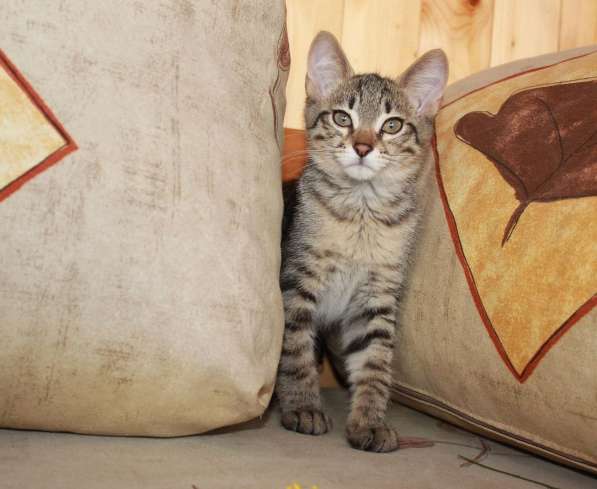 Серые мурлыки, котята в добрые руки в Калуге фото 17