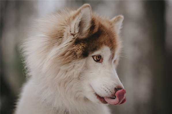 Красивый пёс АрОн в добрые руки! в Москве фото 4