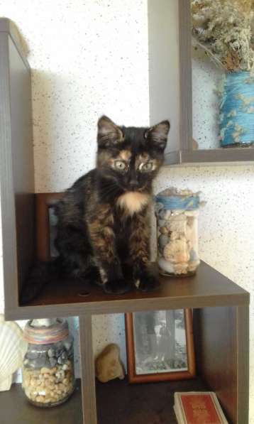 Два прекрасных котенка в Севастополе фото 13