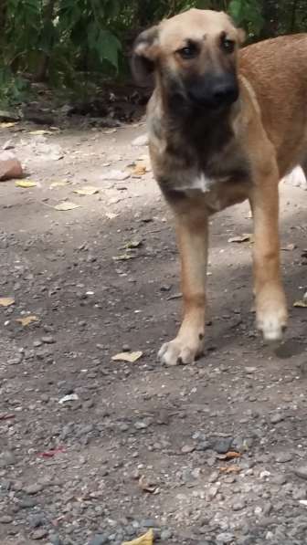 Щенки ищут хозяина в Красноярске фото 24