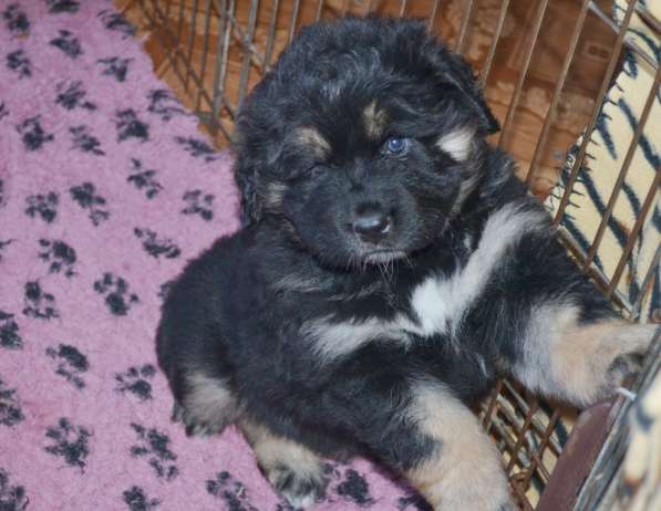 Тибетский мастиф - лучший страж на территории в Москве фото 53