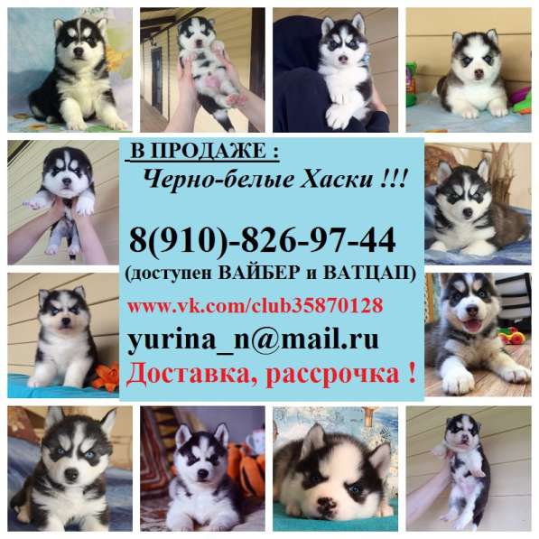 Красивые щенята хасята
