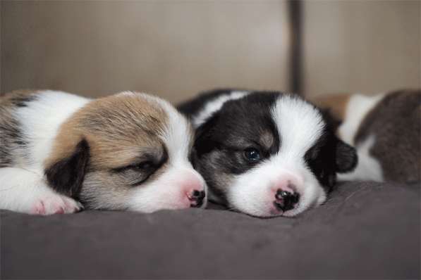 Щенки вельш корги пемброк в Москве фото 11