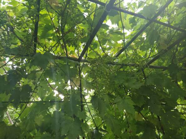 Ровный участок на 7км СТ Горнодолинный в Севастополе фото 5