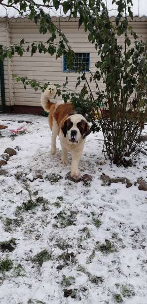 Щенки сенбернара в фото 16