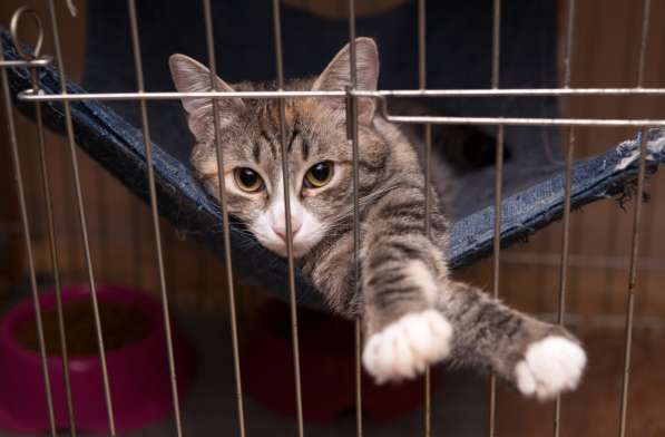 Милая Тесси мечтает стать домашней в Москве фото 3