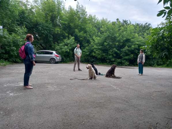 Кинолог, дрессировка воспитание щенка взрослой собаки в Челябинске фото 7