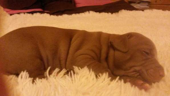 Щенки питбуля в Москве фото 16